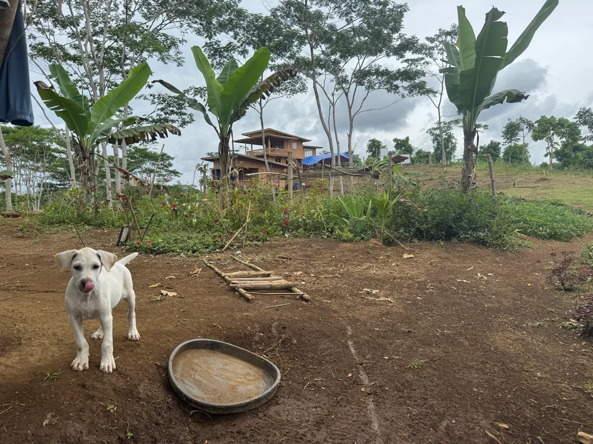 Ein weiteres Herzensprojekt: Auf seiner Farm will Thomas Kellenberger nicht nur Lebensmittel anbauen. Ein Hundewelpe auf der Farm, im Hintergrund eines der Häuser.